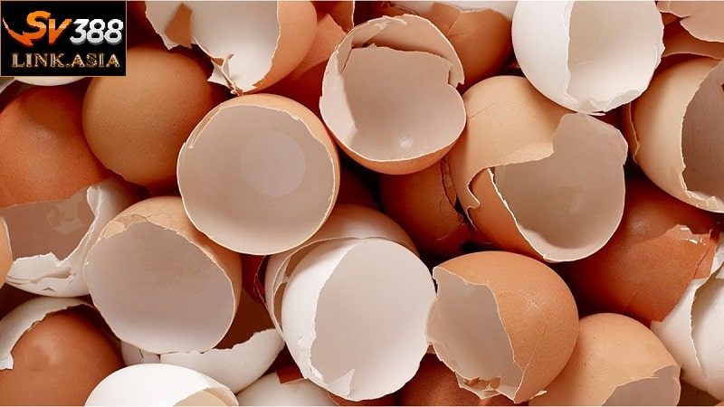 Bổ sung canxi cho gà đá bằng việc dùng vỏ trứng, đơn giản mà hiệu quả vô cùng