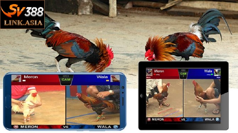 Bất cứ lúc nào, người chơi cũng có thể theo dõi trận đấu đá gà online