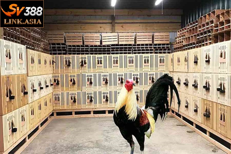 Trang trại gà nòi Phụng Hoàng ở Cao Lãnh sở hữu số lượng lớn, gà chiến được chăm sóc, huấn luyện bài bản