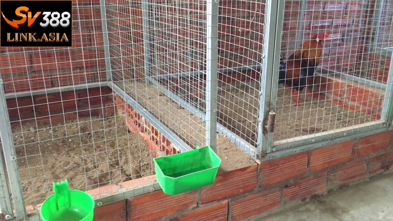 Chuồng trại nuôi gà Cao Lãnh Đồng Tháp đáp ứng tiêu chí mát mẻ mùa hè, ấm áp mùa đông