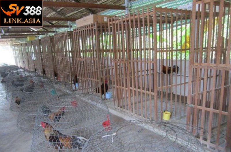 Trại gà được sư kê Huỳnh Hiệp đầu tư bài bản, phân thành nhiều khu, dễ chăm sóc và huấn luyện